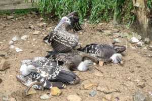 5.6.: Avifauna, Alphen a/d Rijn