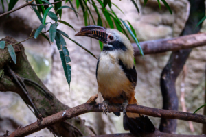 5.6.: Avifauna, Alphen a/d Rijn