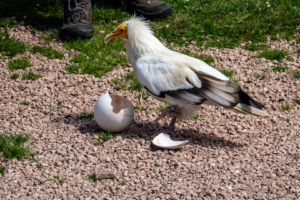 5.6.: Avifauna, Alphen a/d Rijn
