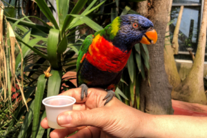 5.6.: Avifauna, Alphen a/d Rijn