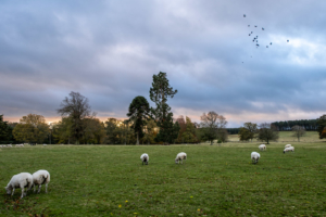 3.11.2018 - Morgenspaziergang, Minsteracres