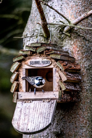 4.11.2018 - Bird Hide am Derwent Reservoir. Tannenmeise