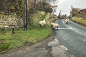 4.11.2018 - Sheep Road Block ;-)