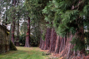 4.11.2018 - Redwoods, Minsteracres