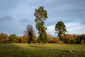 4.11.2018 - Giant Sequoia, Minsteracres