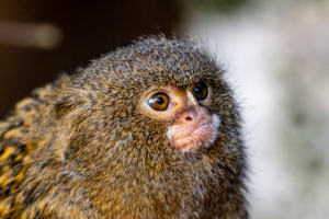 4.12.2018 - mit der XT3 im Tierpark: Zwergseidenäffchen