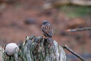10.3.2019 - Pow Hill. Heckenbraunelle (Dunnock)