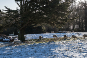 10.3.2019 - Minsteracres