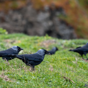 2019 Cornwall – Wildlife 2019 Cornwall – Wildlife