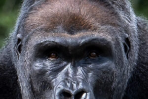 4.5.2019, Beekse Bergen: Flachlandgorilla