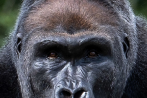 4.5.2019, Beekse Bergen: Flachlandgorilla