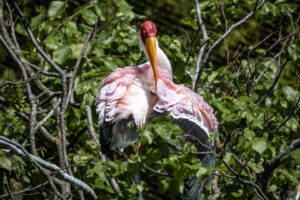 4.5.2019, Beekse Bergen: Nimmersatt