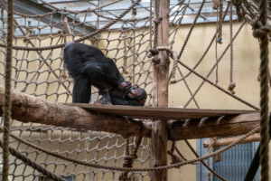 4.5.2019, Beekse Bergen: Schimpanse