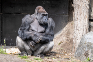 4.5.2019, Beekse Bergen: Flachlandgorilla