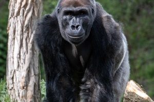 4.5.2019, Beekse Bergen: Flachlandgorilla