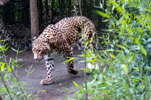 4.5.2019, Beekse Bergen: Persischer Panther