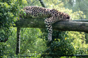 4.5.2019, Beekse Bergen: Persischer Panther