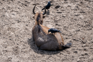 4.5.2019, Beekse Bergen: Gnu mit Dohlen als "Madenhacker"