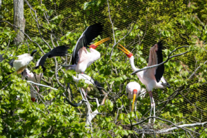 4.5.2019, Beekse Bergen: Nimmersatt