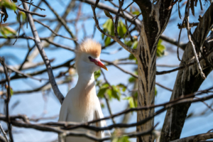 4.5.2019, Beekse Bergen: Kuhreiher