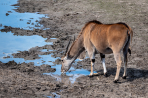 4.5.2019, Beekse Bergen: Elenantilope (Eland)