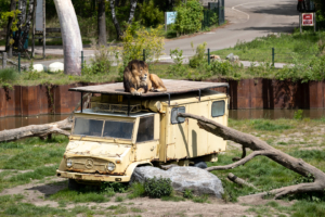 4.5.2019, Beekse Bergen: Löwe