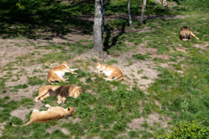 4.5.2019, Beekse Bergen: Löwen