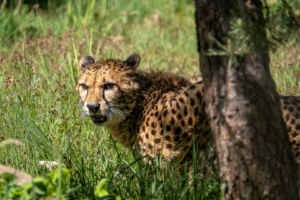 4.5.2019, Beekse Bergen: Gepard