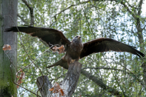 4.5.2019, Beekse Bergen: Raubvogel