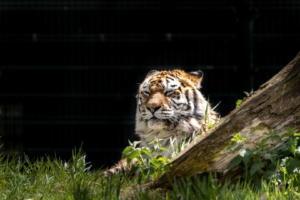 4.5.2019, Beekse Bergen: Amurtiger