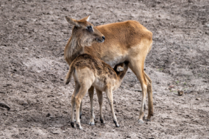 4.5.2019, Beekse Bergen: Sitatunga