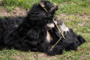 4.5.2019, Beekse Bergen: Lippenbär