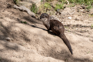 4.5.2019, Beekse Bergen: Zwergotter