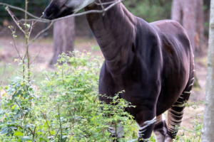 4.5.2019, Beekse Bergen: Okapi