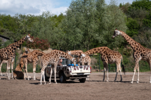 4.5.2019, Beekse Bergen: Giraffen belagern die Pfleger ;-)