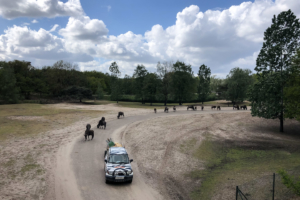 4.5.2019, Beekse Bergen: Gnus fressen Ihre Zusatztablets ;-)