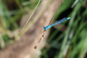 28.6.2019: Brackvenn - Speer-Azurjungfer