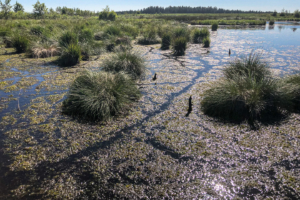 28.6.2019: Brackvenn