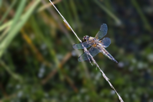 30.6.2019: Brackvenn - Blaupfeil-Libelle