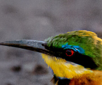 10.9.2019 - Linyanti Camp, #3 - Little Bee-eater (Ausschnitt LR manuell entrauscht)