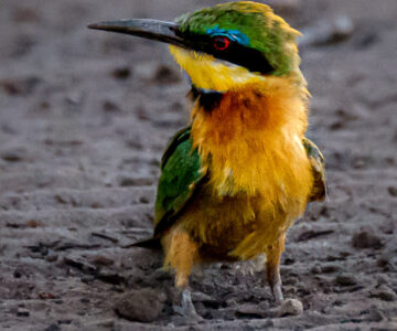 10.9.2019 - Linyanti Camp, #3 - Little Bee-eater (manuell entrauscht)