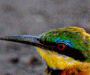 10.9.2019 - Linyanti Camp, #3 - Little Bee-eater (Ausschnitt LR ohne Entrauschen)