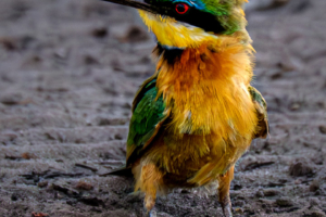 10.9.2019 - Linyanti Camp, #3 - Little Bee-eater :-)