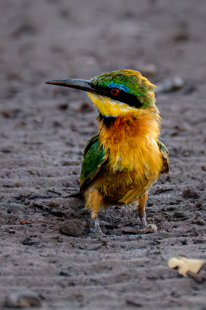 10.9.2019 - Linyanti Camp, #3 - Little Bee-eater :-)