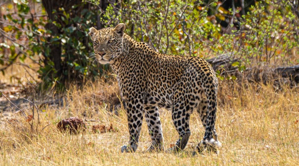 7.9.2019 - Moremi, Bodomatau Lagoon - Leopard