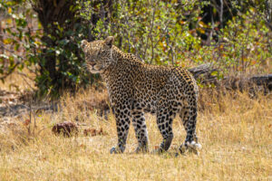 7.9.2019 - Moremi, Bodomatau Lagoon - Leopard