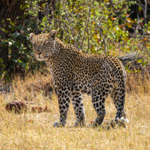 Afrika 2019 – Tierwelt … und noch mehr Afrika 2019 – Tierwelt … und noch mehr