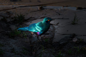 7.9.2019 - Moremi Xakanaxa, Spaziergang zur Bootramp - Greater Blue-eared Starling