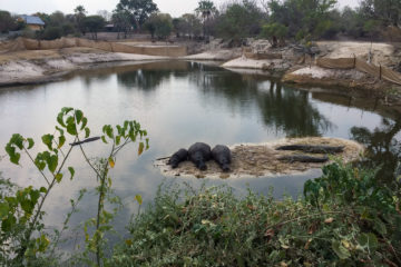 30.8.2019 - Das "Old Bridge" in Maun - Hippos und Krokodile im kläglichen Rest des Thamalakane-River