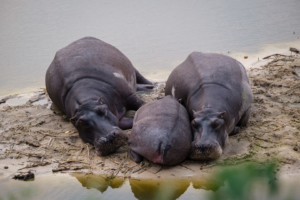 30.8.2019 - Das &quot;Old Bridge&quot; in Maun - Hippos